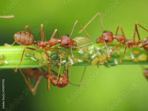 close-up of weaver ants farming the aphids colony © Indra