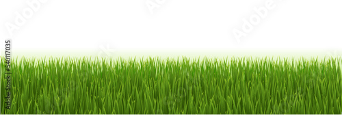 green grass background