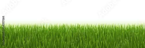 Green Grass Frame With White Background