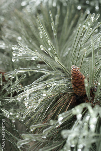 pine branches with icy needles and cones. beautiful pine tree in winter. sleet.