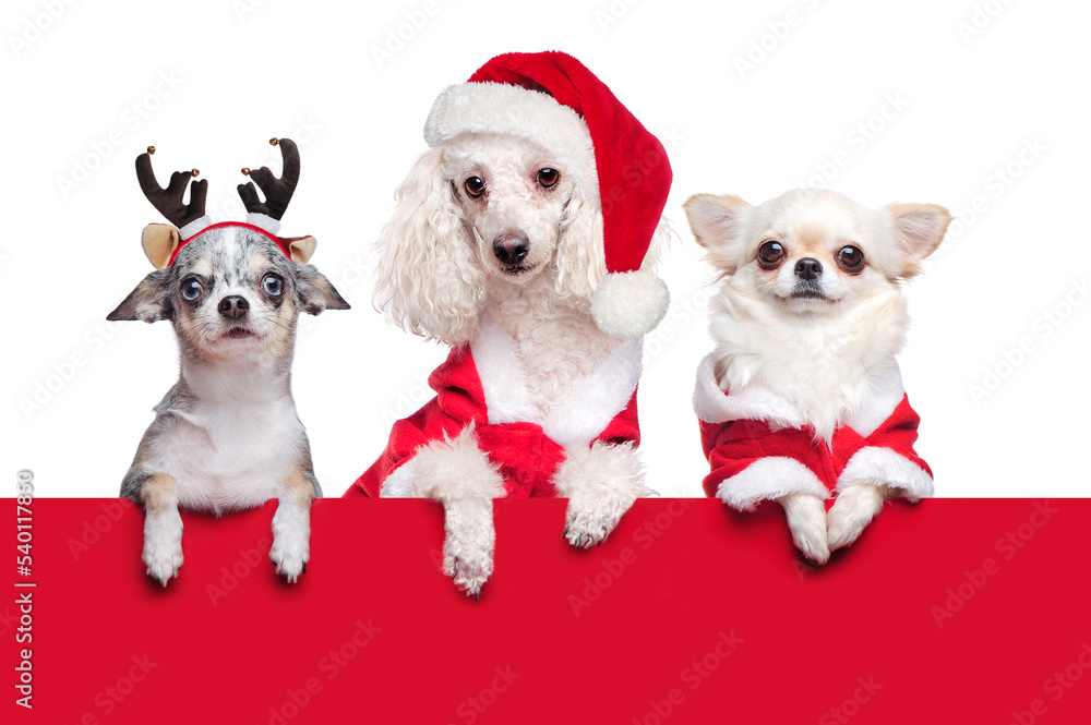 A group of small breeds dogs wearing Christmas outfit holding red blank against white backround A group of small breeds dogs wearing Christmas outfit holding red blank against white backround