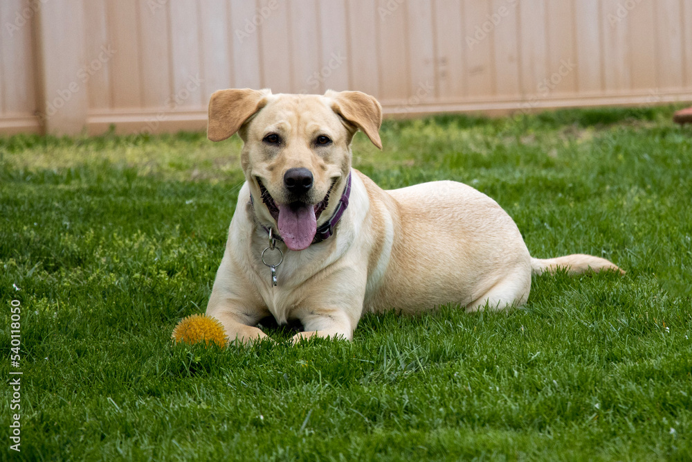 Yellow Labrador retriever sitting in the grass with a ball.