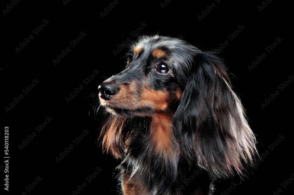 Closeup portrait of a long haired dachshund dog looking to the side at the black background Closeup portrait of a long haired dachshund dog looking to the side at the black background