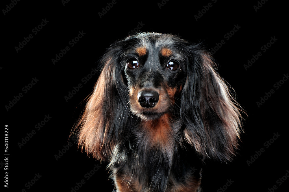 Front view head shot of a dachshund dog in a black studio Front view head shot of a dachshund dog in a black studio