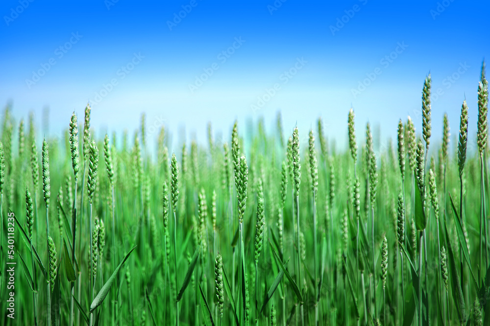 Green wheat field in spring or summer, good weather, beautiful landscape. High quality photo Green wheat field in spring or summer, good weather, beautiful landscape. High quality photo