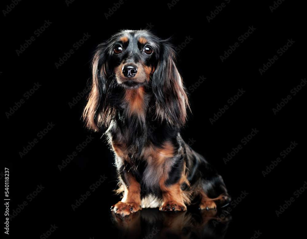 Front view low key portrait of a sitting long haired dachshund dog in a black studio Front view low key portrait of a sitting long haired dachshund dog in a black studio