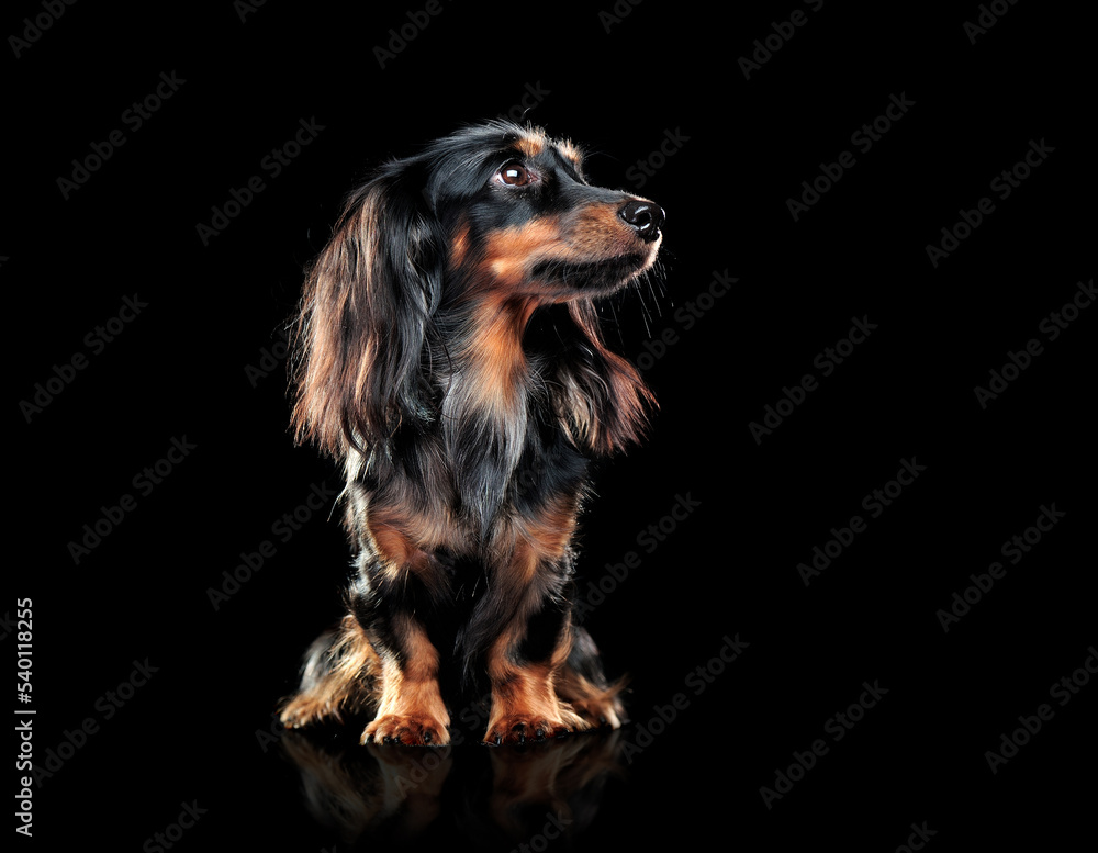 Long haired dachshund in a black studio looking to the side Long haired dachshund in a black studio looking to the side