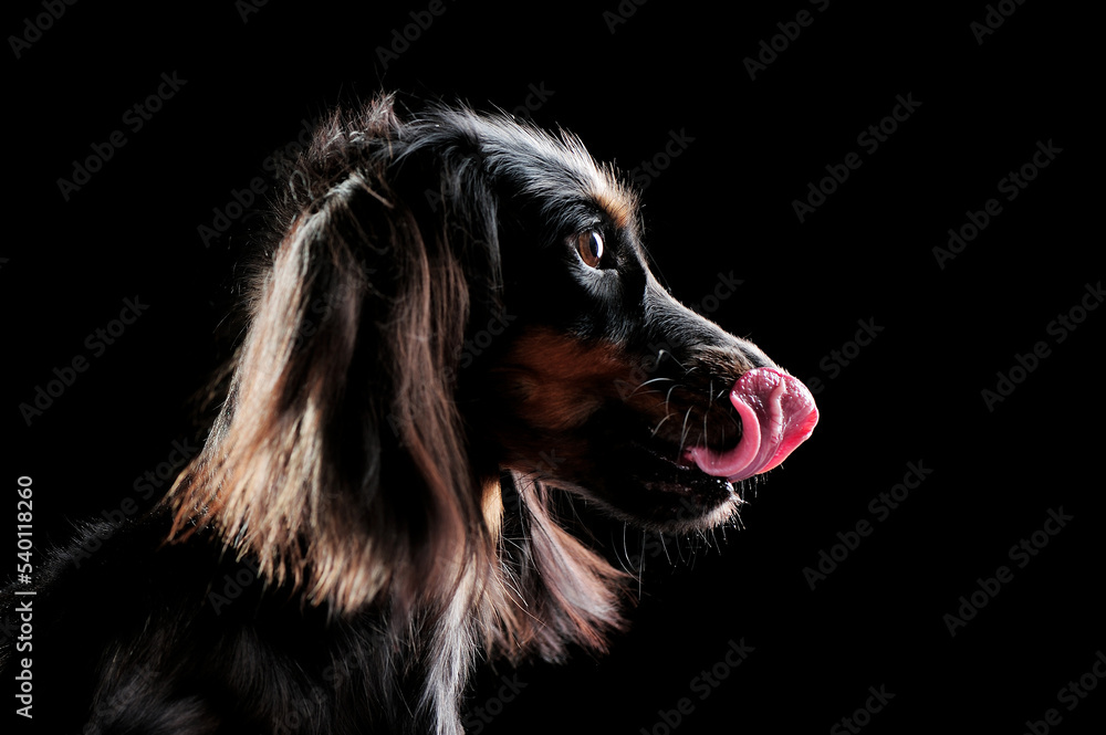 Low key head portrait of a hungry long haired dachshund locking his nose Low key head portrait of a hungry long haired dachshund locking his nose