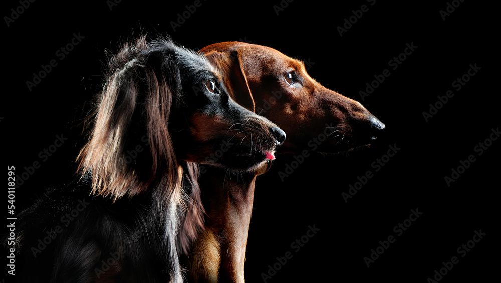 Side view group portrait of a long haired and short haired dachshund dogs