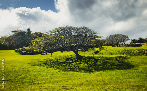 The Landscape of Trees in Hawaii