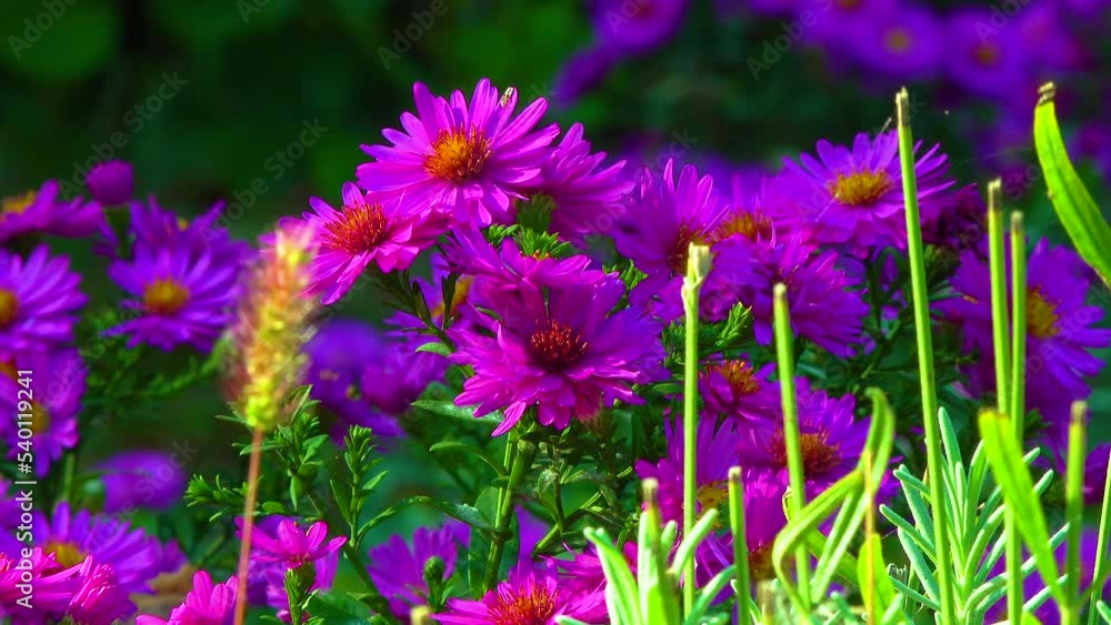 Aster flowers on which insects collect nectar and pollen in autumn in the garden Aster flowers on which insects collect nectar and pollen in autumn in the garden
