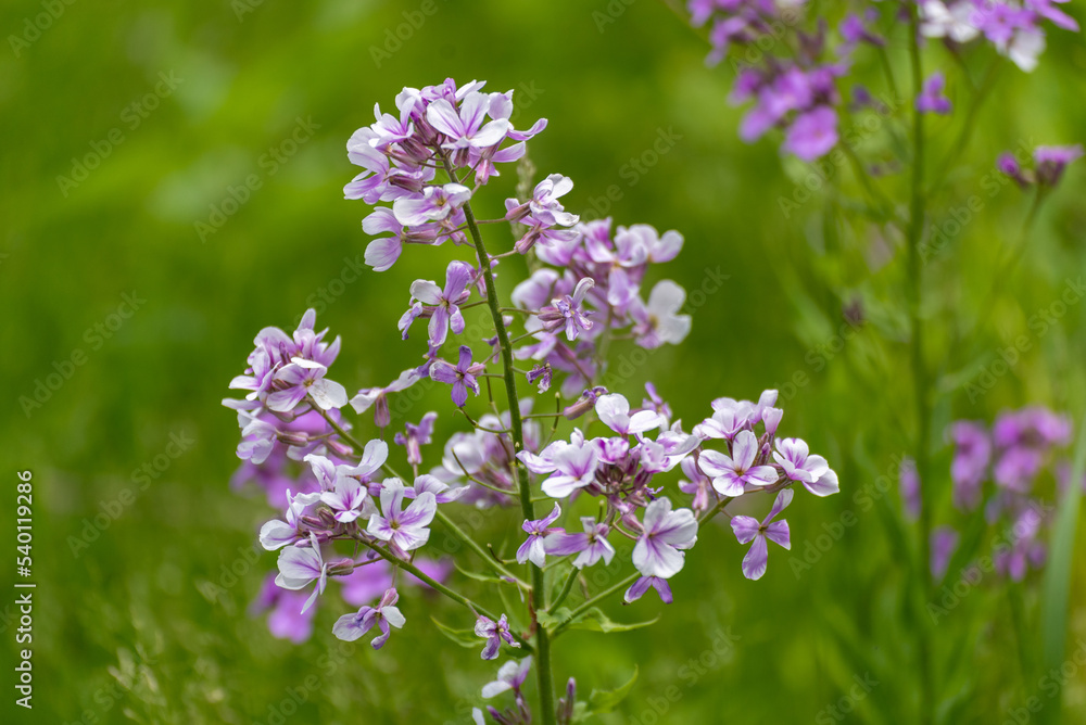 Dame's Rocket Growing Along The Trail In June Dame's Rocket Growing Along The Trail In June