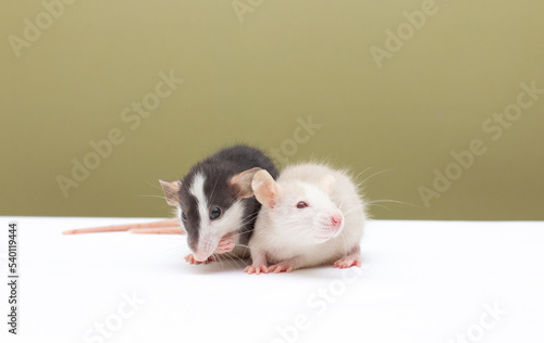 two black and white dumbo rat play on background love rats lovely pet mouse