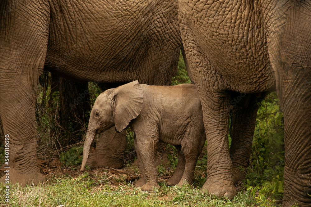 tiny newborn baby elephant near his mother elephant on the loose in the ...