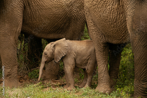 tiny newborn baby elephant near his mother elephant on the loose in the wild environment. Very close up in detail. breastfeeding mother elephant © Elena