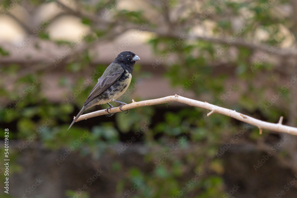 Male of Yellow-bellied Seedeater also know as Baiano perched on a tree branch in a forest. Species Sporophila nigricollis. Bird lover. Birdwatching. Birding. Male of Yellow-bellied Seedeater also know as Baiano perched on a tree branch in a forest. Species Sporophila nigricollis. Bird lover. Birdwatching. Birding.