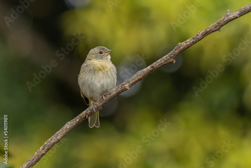 A female of Saffron Finch also known as Canario or Chirigue Azafranado is a yellow bird typical of Brazil. Species Sicalis flaveola. Birdwatcher. Bird lover. Birding. Yellow bird.