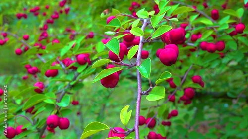 Red fruits on a bush Cotoneaster (.Angiosperms, Rosaceae, Malinae), slider shot photo