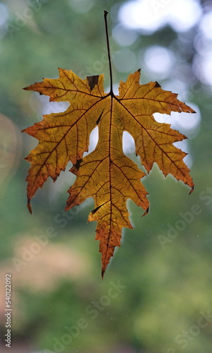 Wallpaper Mural Ein gepresster trockener Blatt in dunkel rot vom Silber Ahorn (Acer saccharinum) , von tageslicht durchleuchtet auf hell grünem, unscharfen Hintergrund. Torontodigital.ca