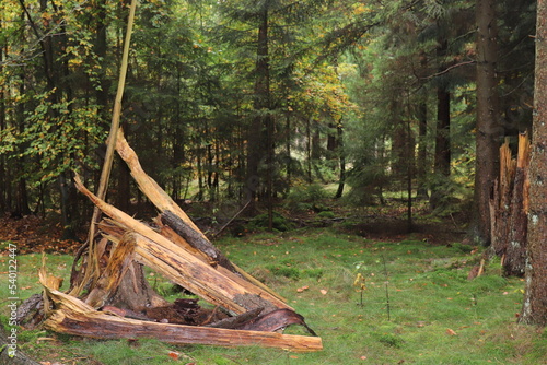 Abenstimmung Wald. Wald im Herbst. photo