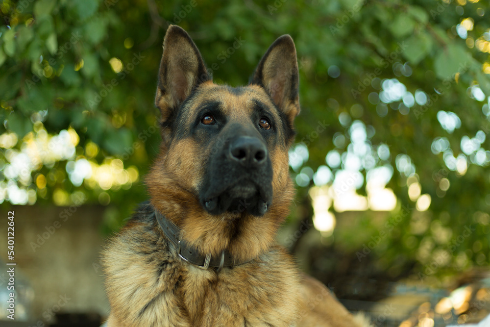 Fototapeta premium Cute german Shepherd dog indoors