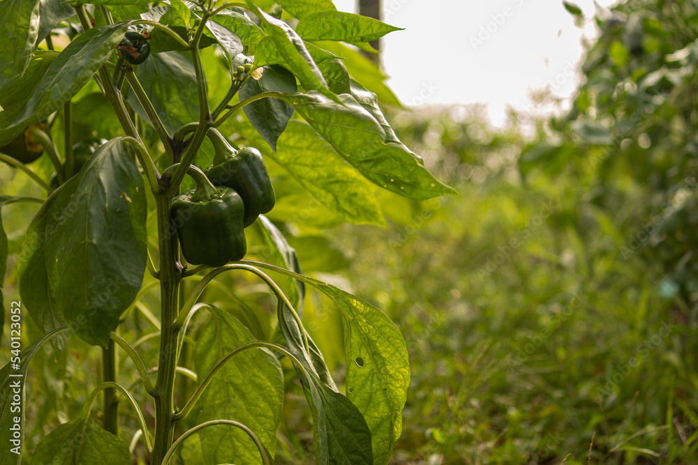 a bunch of green unripe paprika hanging on a branch of a plant