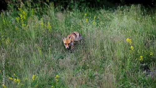 A red fox lurks in the grass, the camp of some tourists who went out for a picnic.
The fox was attracted by the smell of food photo