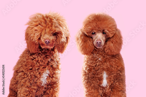 Comparison of poodle before and after grooming at the pink background