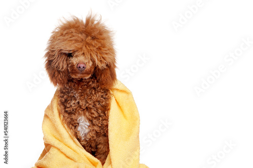 Headshot of brown poodle covered by yellow towel after bath