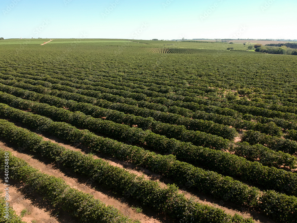 Aerial drone view of coffee plantation field in Brazil