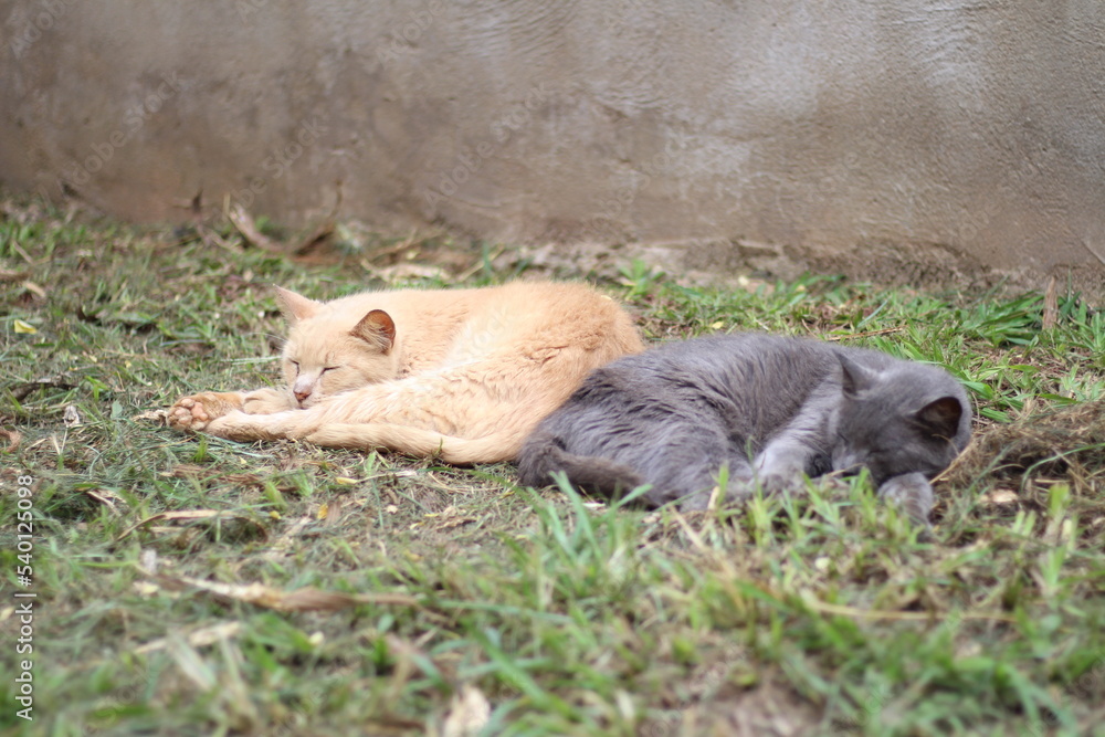 Fototapeta premium Cats Sleeping in the Grass