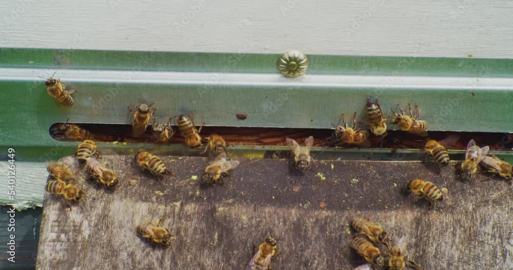 Busy bees at the entrance of a beehive. Bees carrying pollen into a wooden hive.Close-up. Busy bees at the entrance of a beehive. Bees carrying pollen into a wooden hive.Close-up.