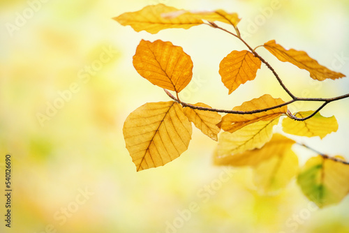 Ein Zweig von der Buche mit Laub gelb und orange im Herbst © photobars