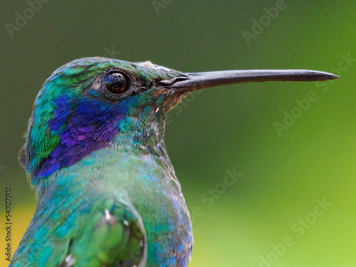Perched hummingbird on green background