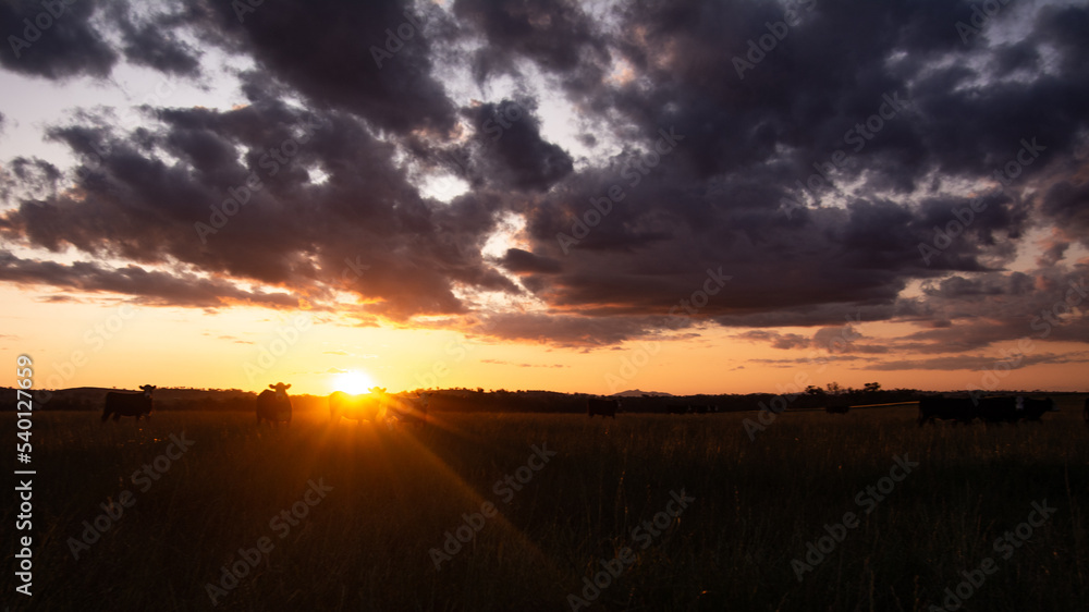 Cattle at Sunset