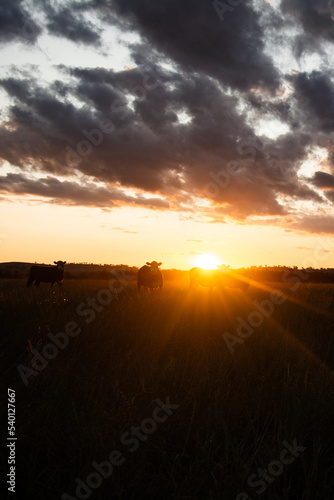 Cattle at Sunset © CJO Photography