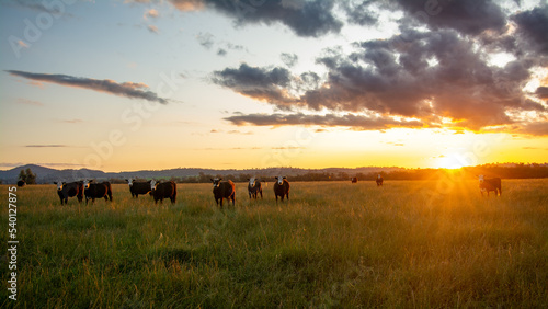 Cattle at Sunset