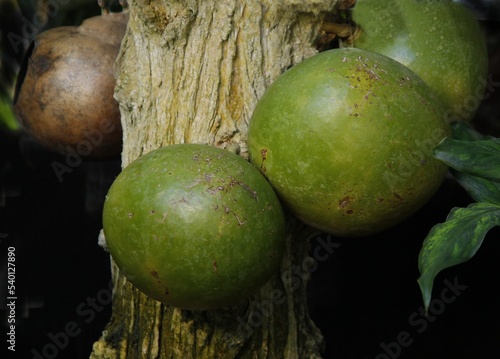 big,round inedible fruits of Crescentia cujete tree photo