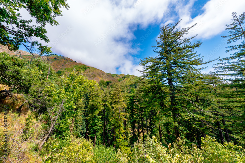 redwood forest with mountains in Big Sur, California redwood forest with mountains in Big Sur, California
