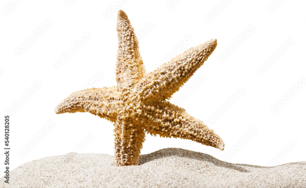 One Starfish isolated on background. One Starfish isolated on background.