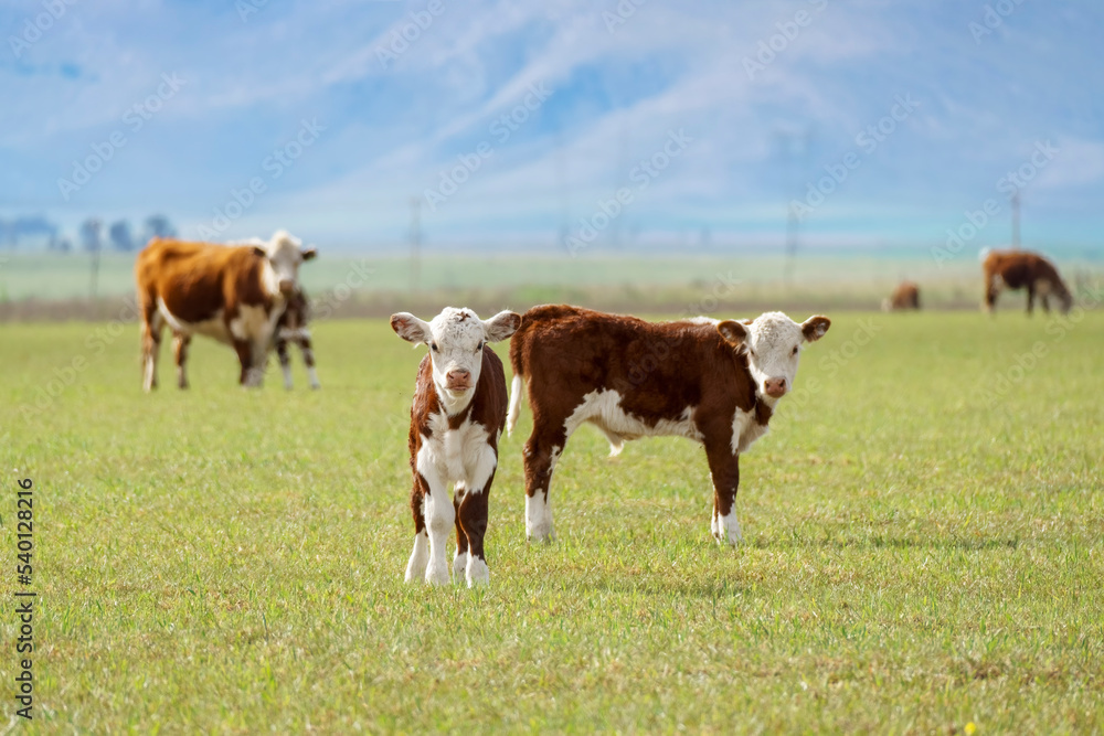 Polled Hereford calves in a field looking at the camera. Other cows out of focus behind