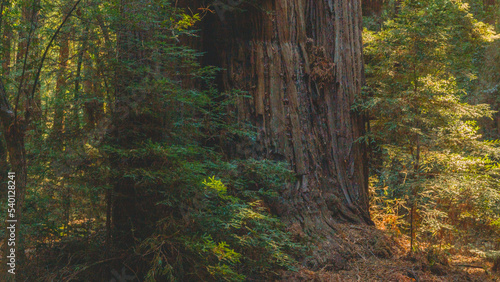 Redwoods at Henry Cowell Redwoods State Park. Felton, Santa Cruz Mountains, California, USA