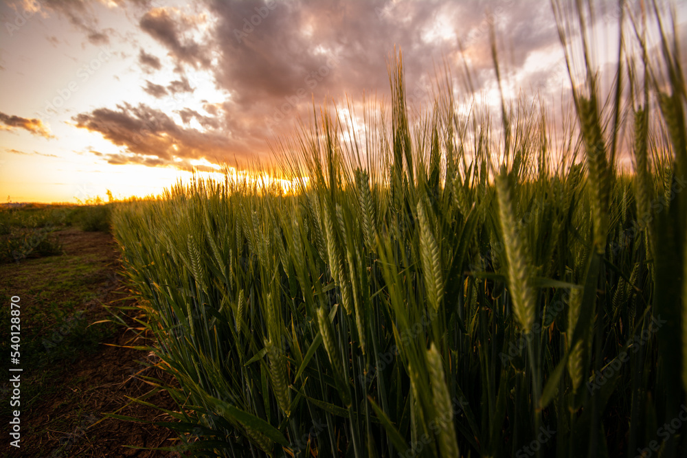 Fototapeta premium Barley at sunset