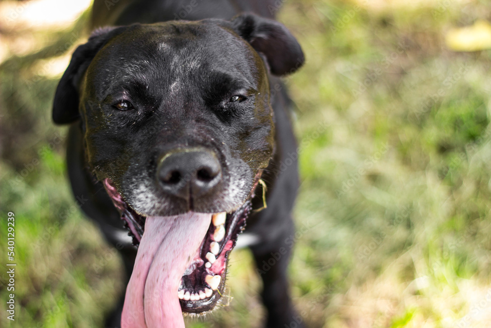 Mixed breed dog give a huge smiling Mixed breed dog give a huge smiling