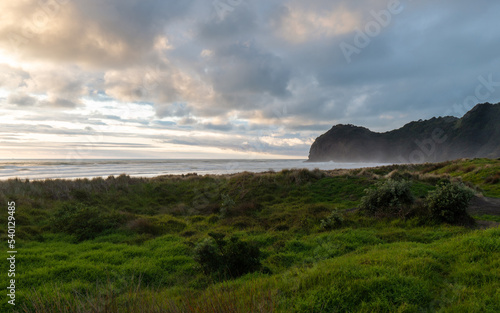 Grassy view towards North Piha Beach, Auckland, New Zealand.