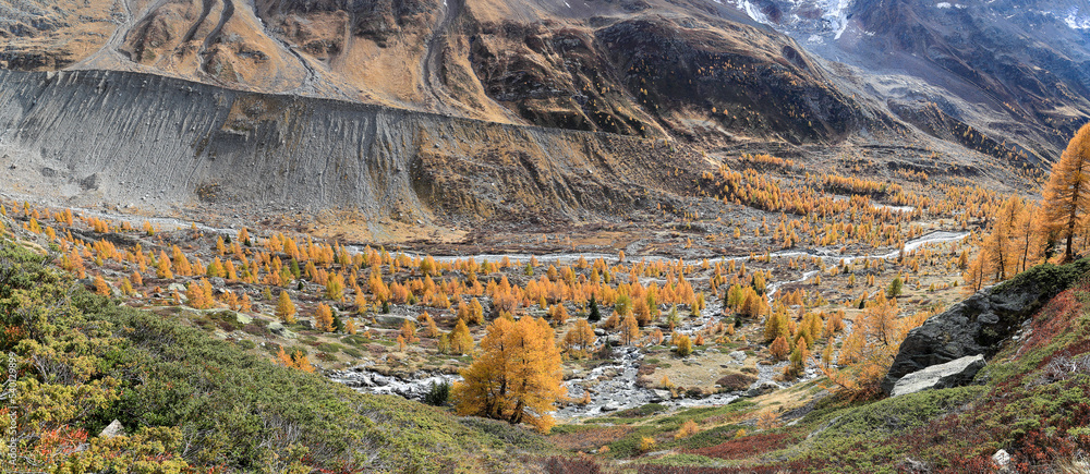 Panorama of Fafleralp Valley with yellow larch forest in the ground moraines of Lang Glacier. The lateral moraines are clearly seen at the background marking the once hight of the retreating glacier.