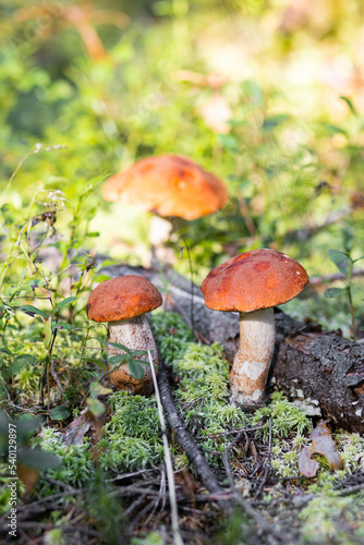 A forest edible brown boletus mushroom growing in a natural background. Karelia © ArtSys