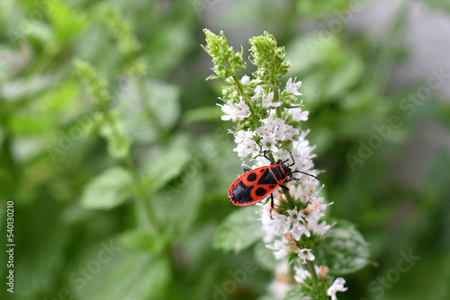 The firefly, Pyrrhocoris apterus is an insect of the firefly family on mint flowers, wild in Europe