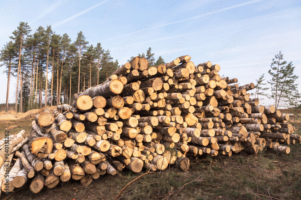 Firewood, timber harvesting. Deforestation, forest destruction. Pile, stack of many sawn logs of pine trees in sunlight