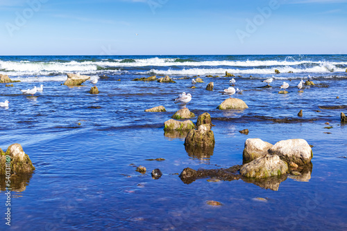 Fototapeta Naklejka Na Ścianę i Meble -  Seagulls sit on stones in the Baltic Sea.